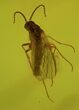 Three Detailed Fossil Flies (Diptera) In Baltic Amber #48124-4